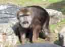 動物図鑑・チベットモンキー 6